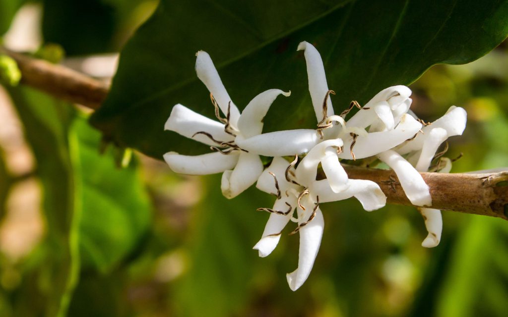 Coffee Plants Flower