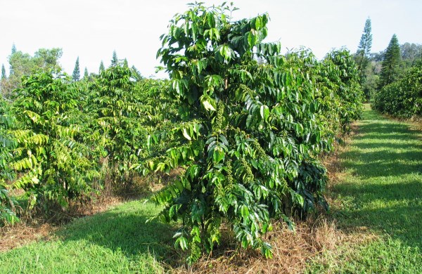 What is Coffee Plantation Crop