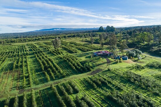 Kona Coffee Plantation