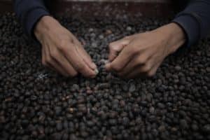 Coffee Plantation in the World