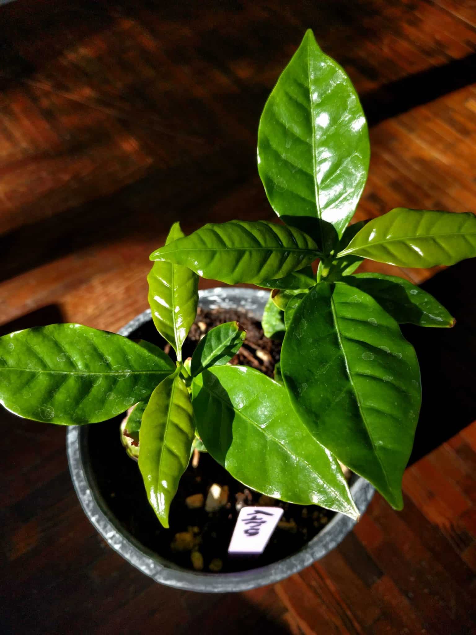 How Can Coffee Plants Grow in California