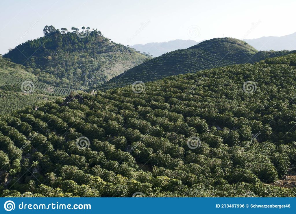 Coffee Plantations in the United States