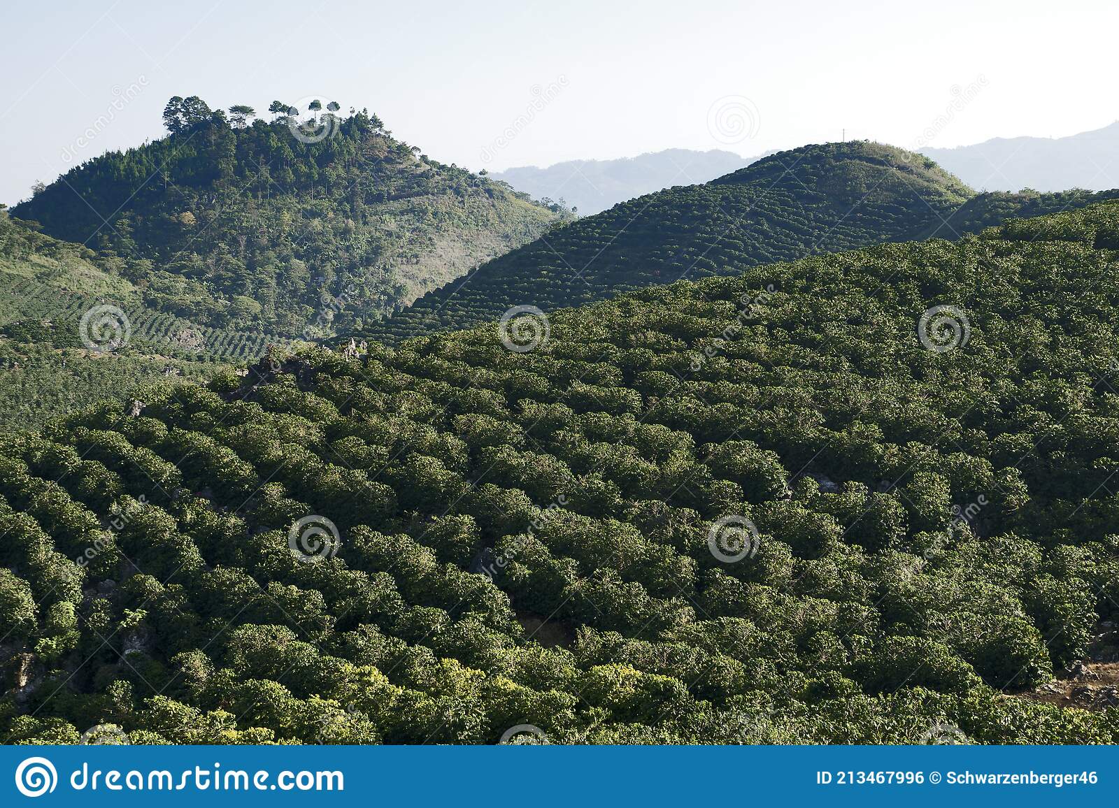 Coffee Plantations in the United States