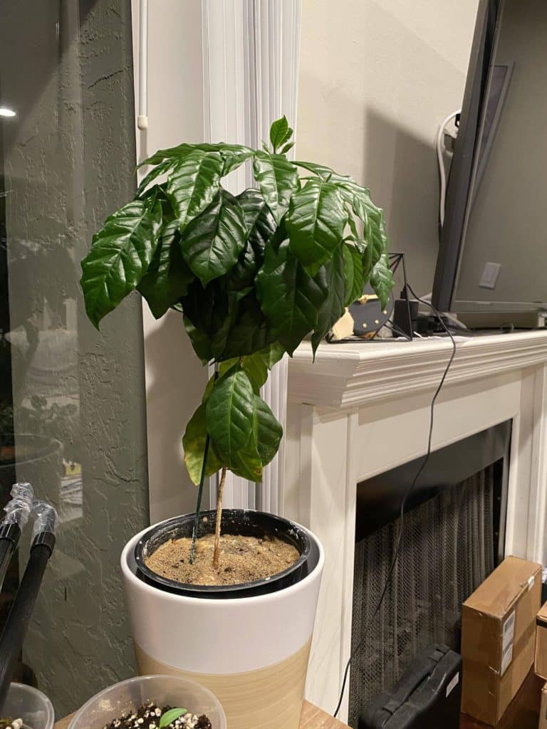 Can Coffee Plants Be Grown Indoors